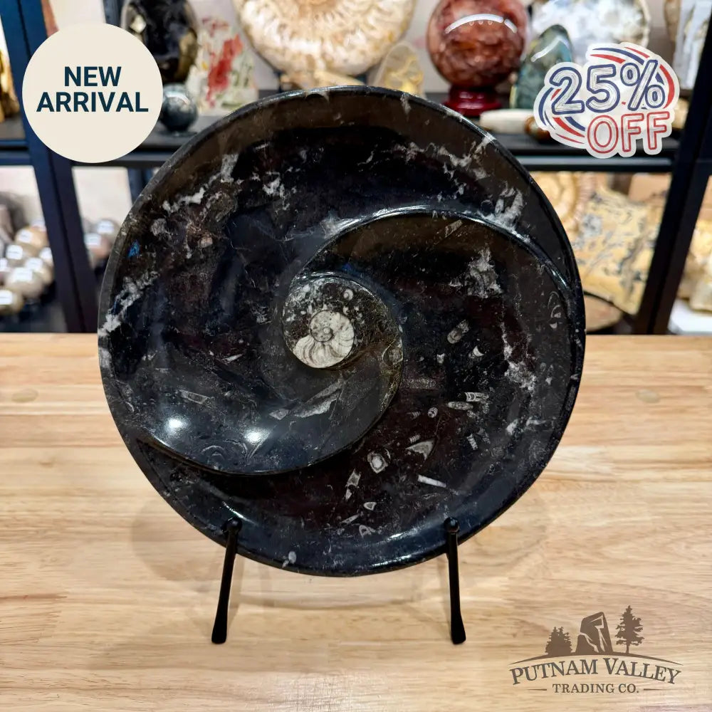Orthoceras & Ammonite Fossil Serving Plate 10’’ 5 - Fossil Plates