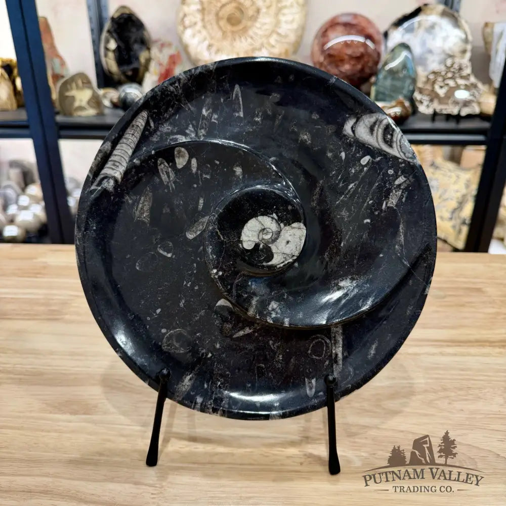 Orthoceras & Ammonite Fossil Serving Plate 10’’ - Fossil Plates
