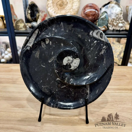 Orthoceras & Ammonite Fossil Serving Plate 10’’ - Fossil Plates