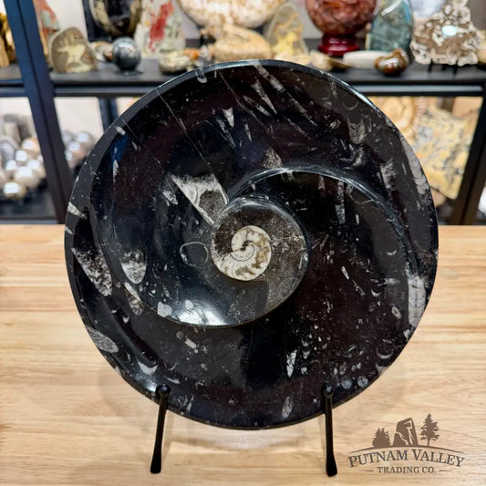 Orthoceras & Ammonite Fossil Serving Plate 10’’ - Fossil Plates
