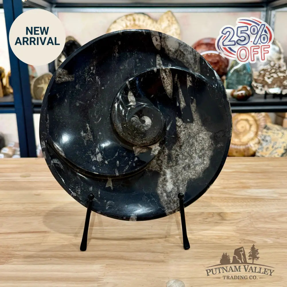 Orthoceras & Ammonite Fossil Serving Plate 10’’ 1 - Fossil Plates