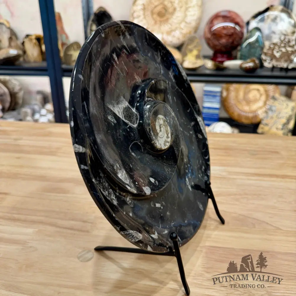 Orthoceras & Ammonite Fossil Serving Plate 10’’ - Fossil Plates