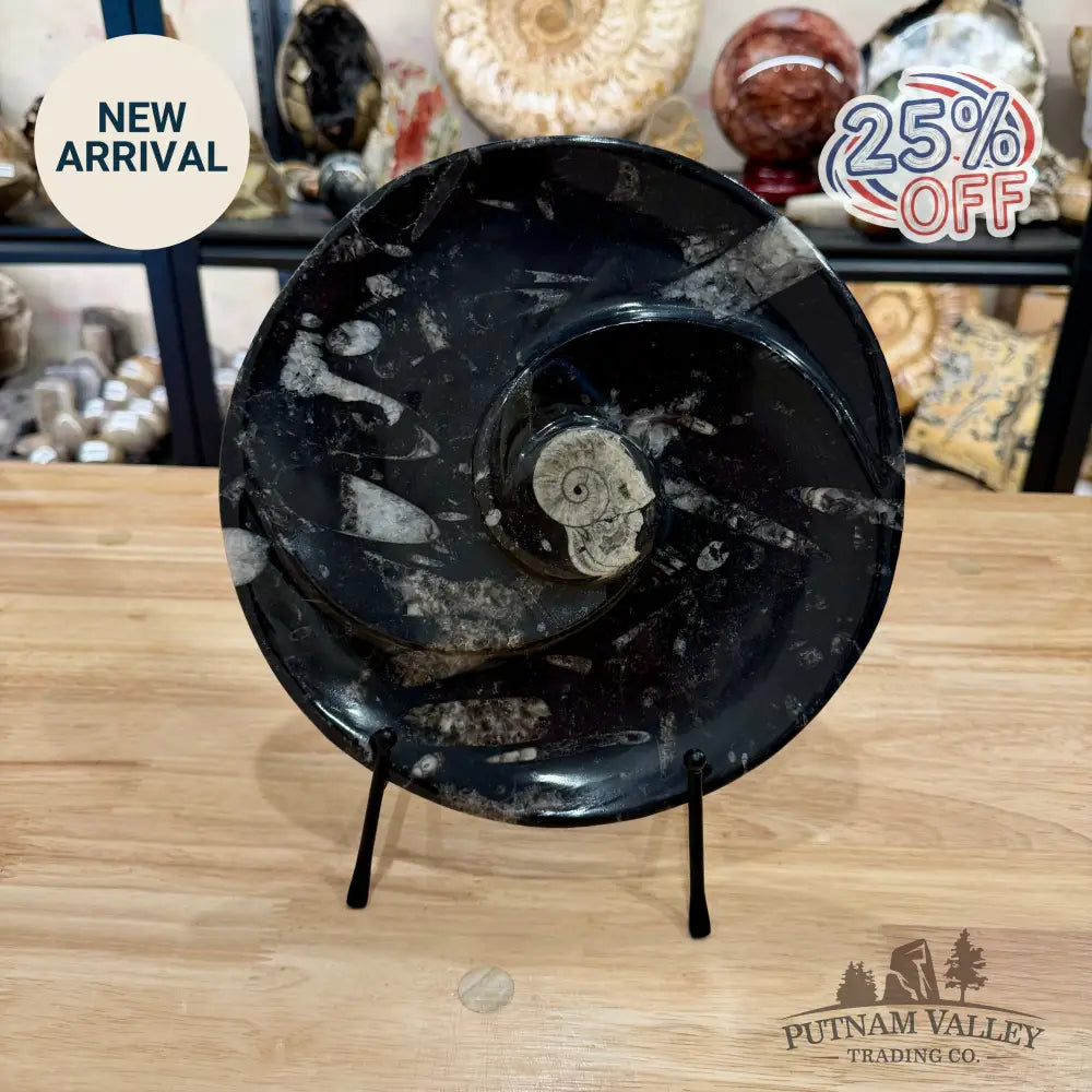Orthoceras & Ammonite Fossil Serving Plate 10’’ 4 - Fossil Plates