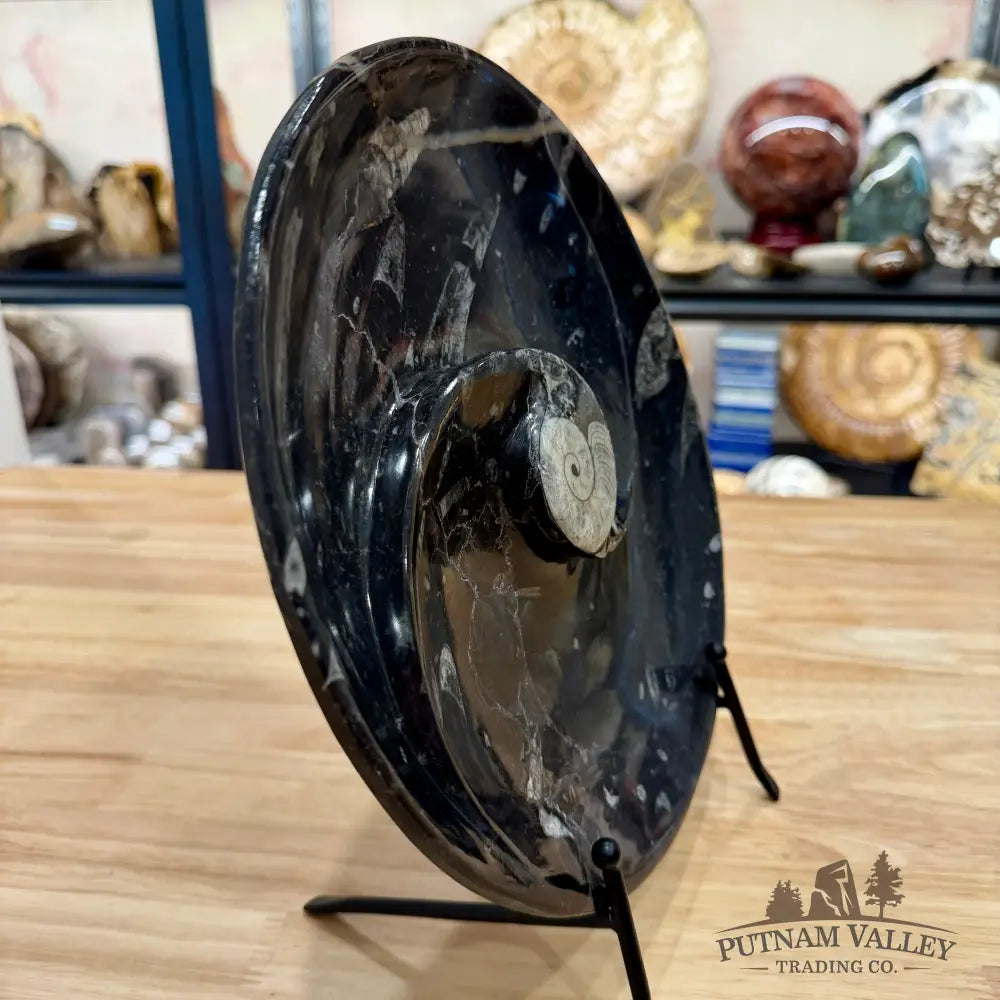 Orthoceras & Ammonite Fossil Serving Plate 10’’ 6 - Fossil Plates
