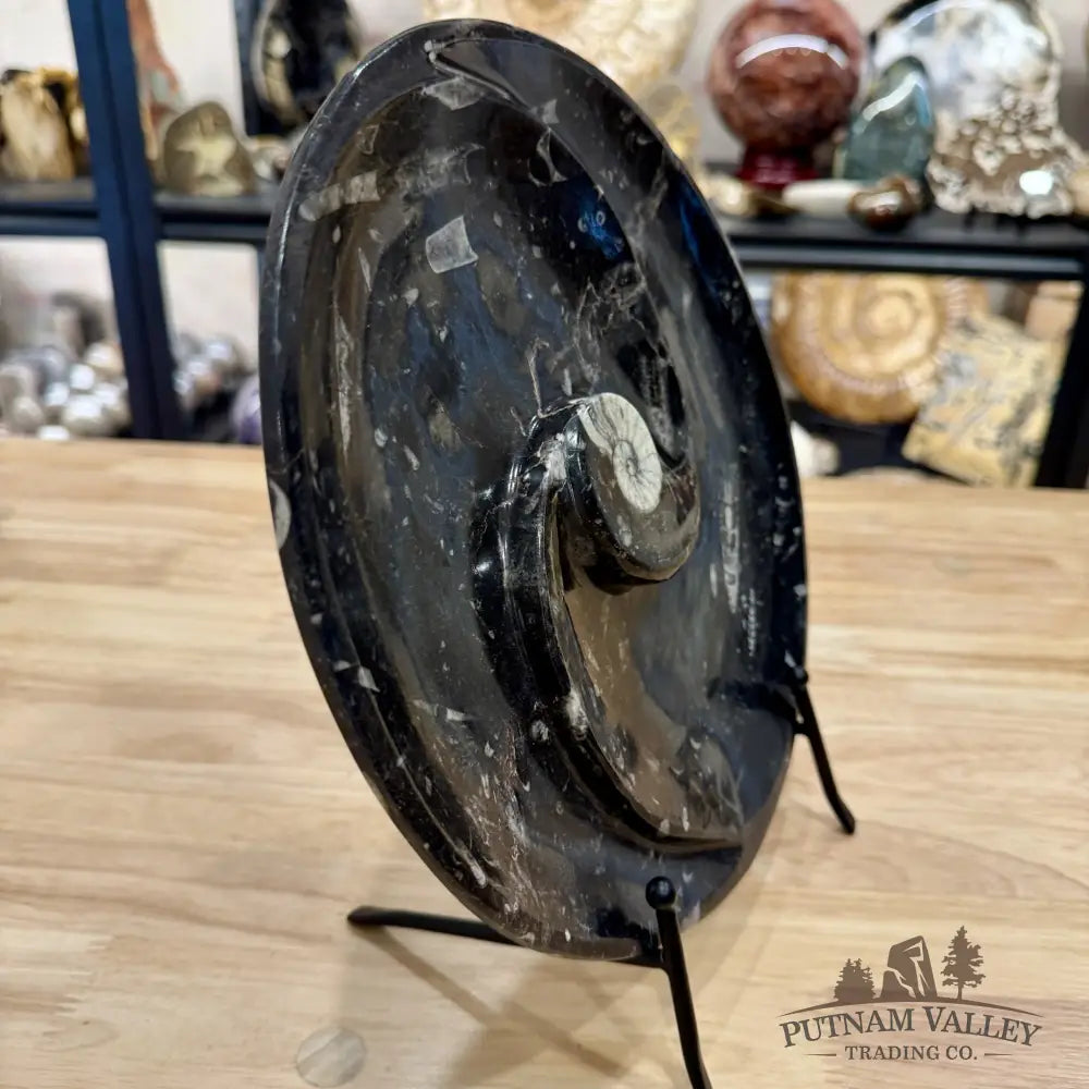 Orthoceras & Ammonite Fossil Serving Plate 10’’ - Fossil Plates