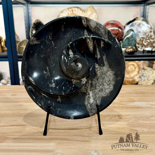 Orthoceras & Ammonite Fossil Serving Plate 10’’ 1 - Fossil Plates