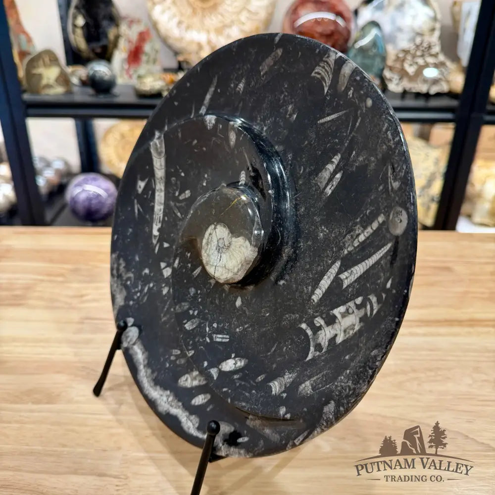 Orthoceras & Ammonite Fossil Serving Plate 10’’ - Fossil Plates