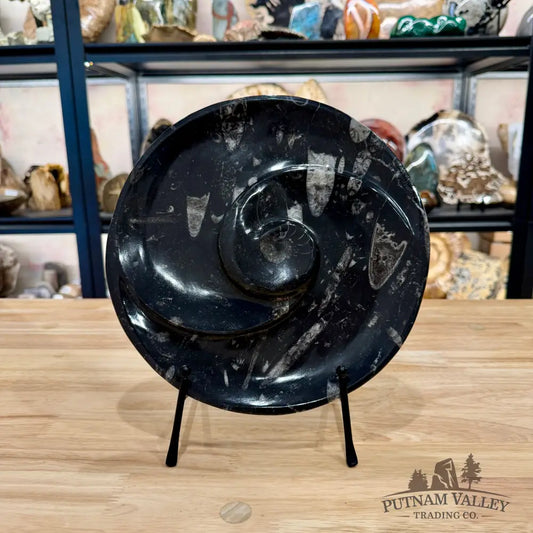 Orthoceras & Ammonite Fossil Serving Plate 10’’ 3 - Fossil Plates