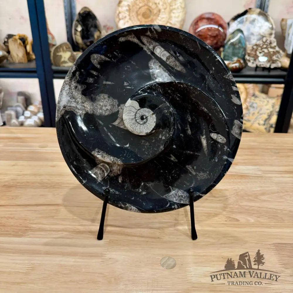 Orthoceras & Ammonite Fossil Serving Plate 10’’ 2 - Fossil Plates