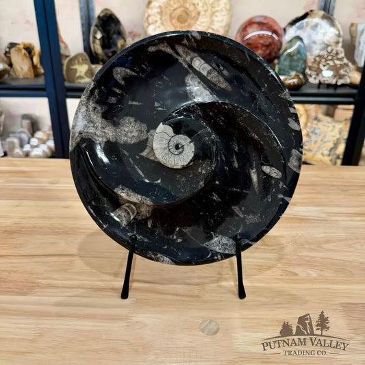 Orthoceras & Ammonite Fossil Serving Plate 10’’ 2 - Fossil Plates