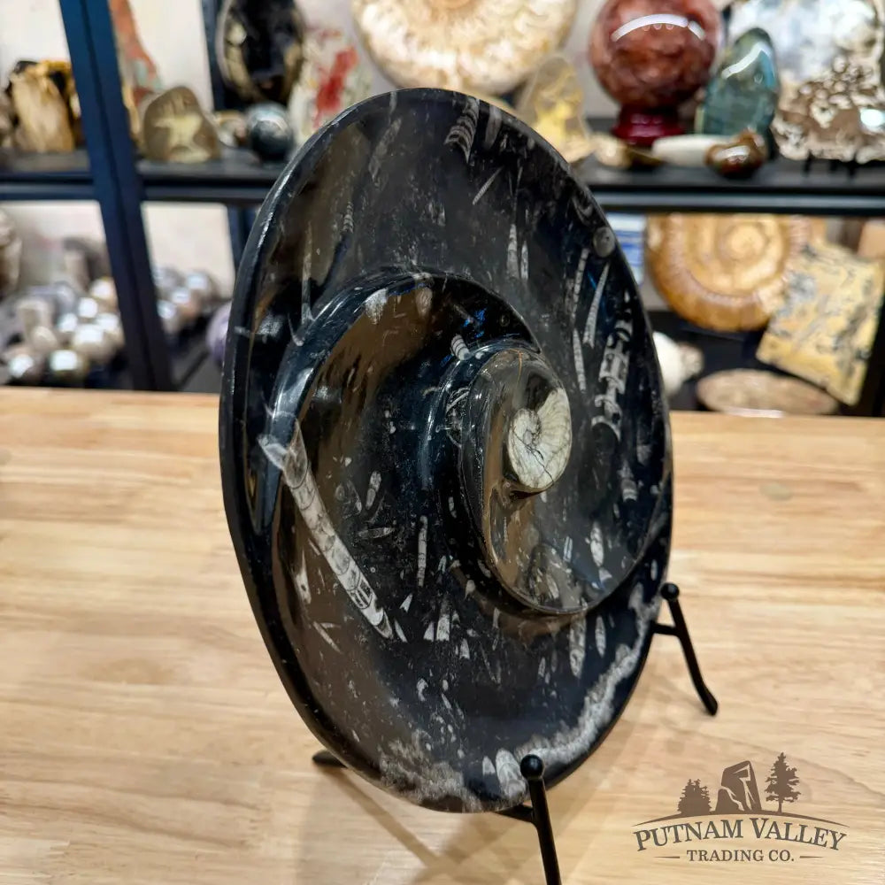 Orthoceras & Ammonite Fossil Serving Plate 10’’ - Fossil Plates