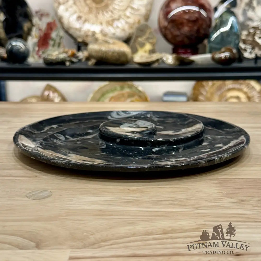 Orthoceras & Ammonite Fossil Serving Plate 10’’ - Fossil Plates