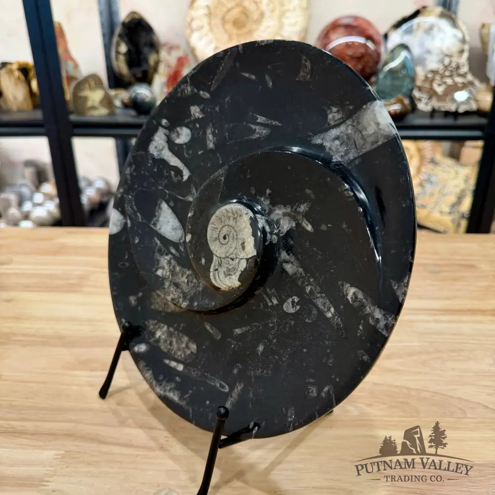 Orthoceras & Ammonite Fossil Serving Plate 10’’ 4 - Fossil Plates