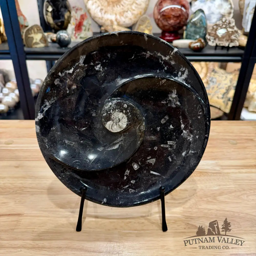 Orthoceras & Ammonite Fossil Serving Plate 10’’ 5 - Fossil Plates