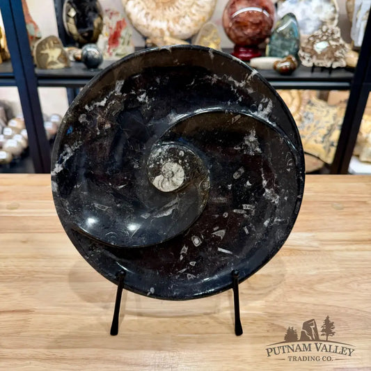 Orthoceras & Ammonite Fossil Serving Plate 10’’ 5 - Fossil Plates