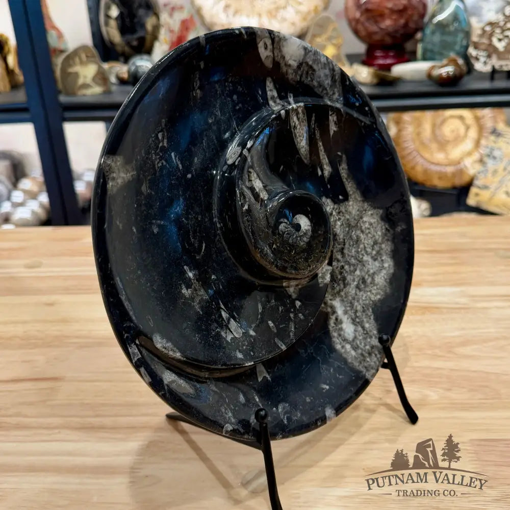 Orthoceras & Ammonite Fossil Serving Plate 10’’ 1 - Fossil Plates