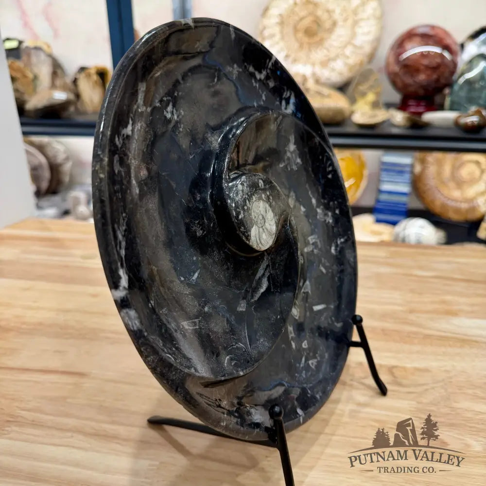 Orthoceras & Ammonite Fossil Serving Plate 10’’ 5 - Fossil Plates