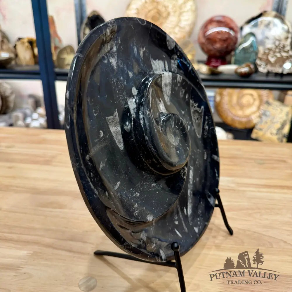 Orthoceras & Ammonite Fossil Serving Plate 10’’ 3 - Fossil Plates