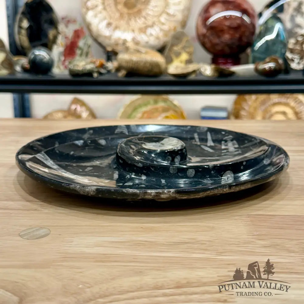Orthoceras & Ammonite Fossil Serving Plate 10’’ - Fossil Plates