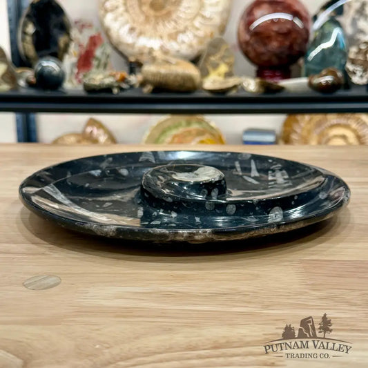 Orthoceras & Ammonite Fossil Serving Plate 10’’ - Fossil Plates