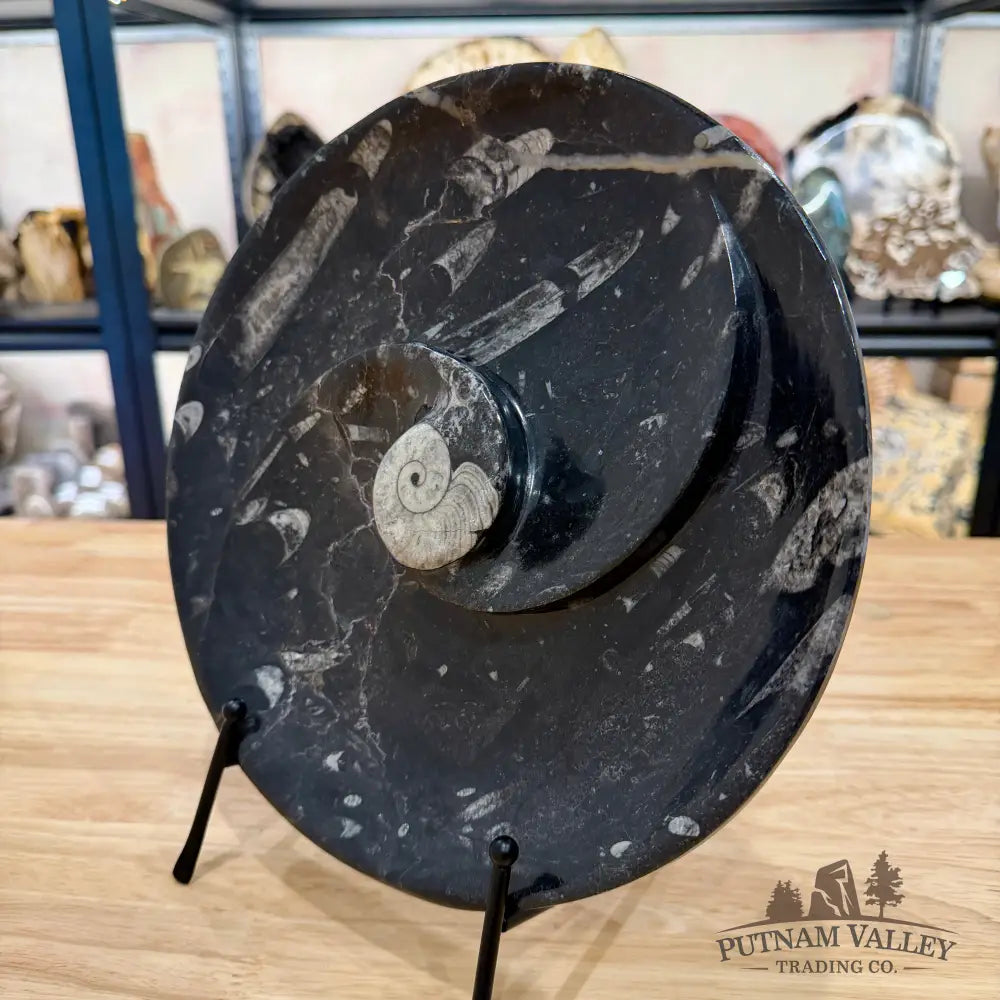 Orthoceras & Ammonite Fossil Serving Plate 10’’ 6 - Fossil Plates