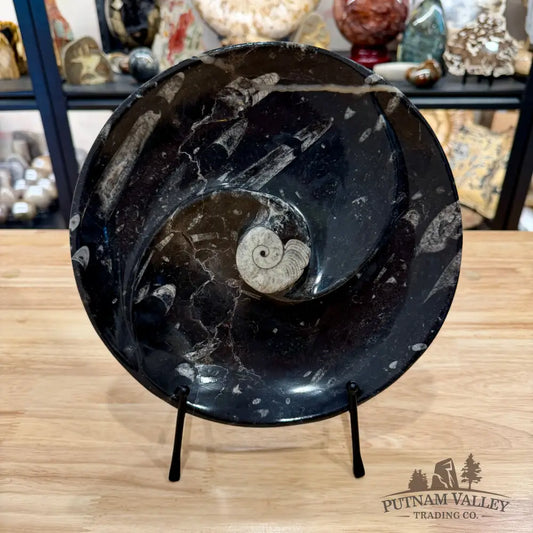 Orthoceras & Ammonite Fossil Serving Plate 10’’ 6 - Fossil Plates