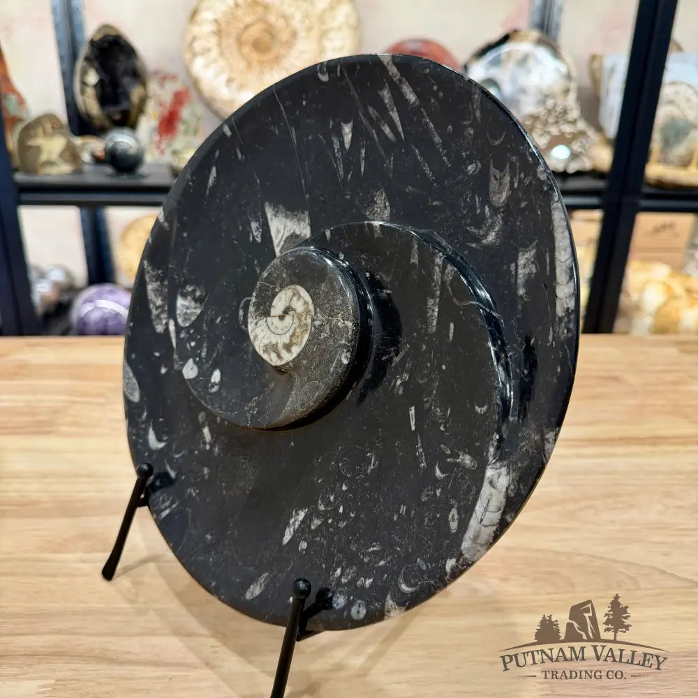Orthoceras & Ammonite Fossil Serving Plate 10’’ - Fossil Plates
