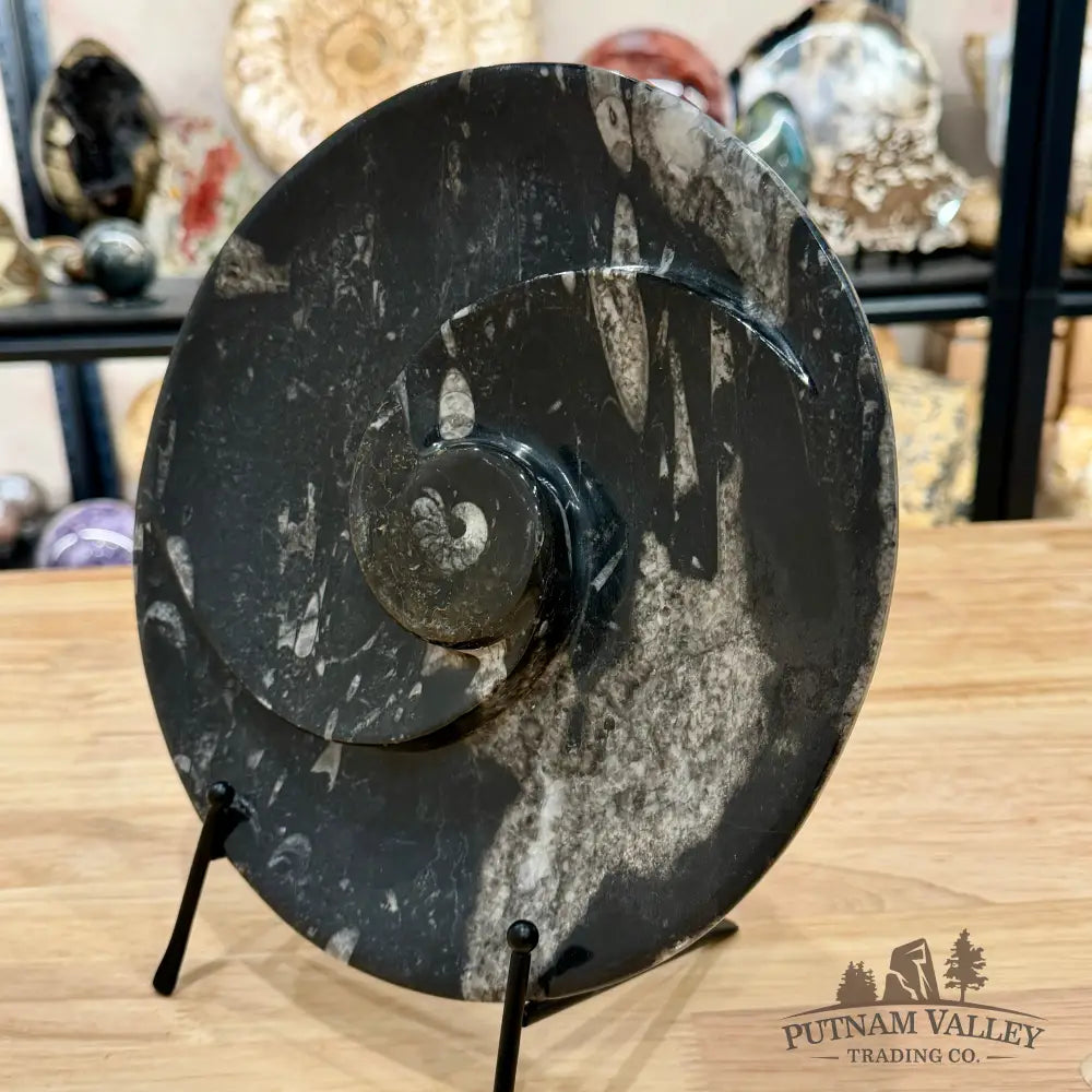 Orthoceras & Ammonite Fossil Serving Plate 10’’ 1 - Fossil Plates