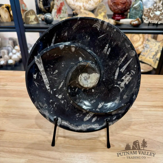 Orthoceras & Ammonite Fossil Serving Plate 10’’ - Fossil Plates