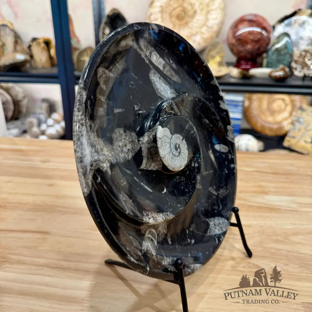 Orthoceras & Ammonite Fossil Serving Plate 10’’ 2 - Fossil Plates