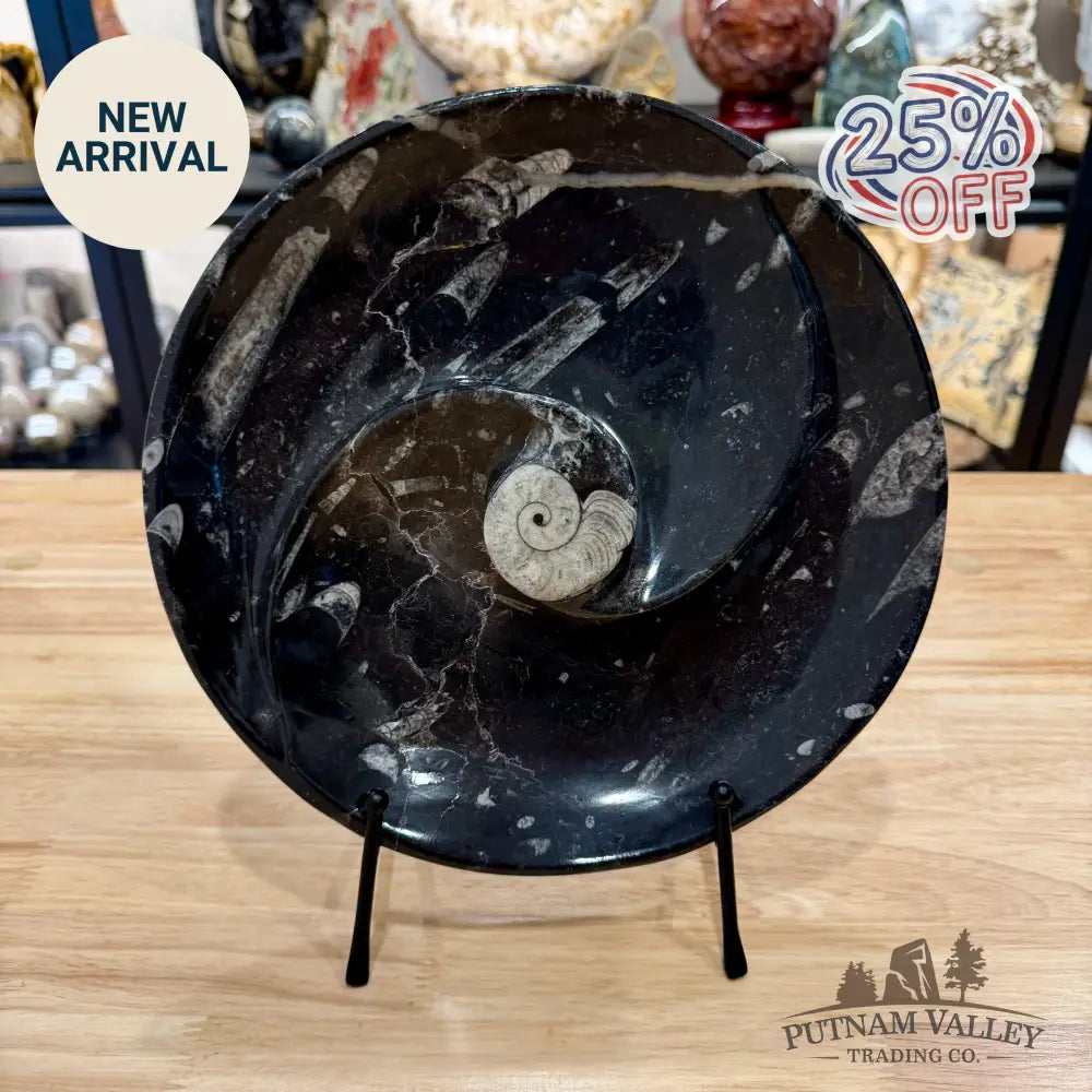 Orthoceras & Ammonite Fossil Serving Plate 10’’ 6 - Fossil Plates