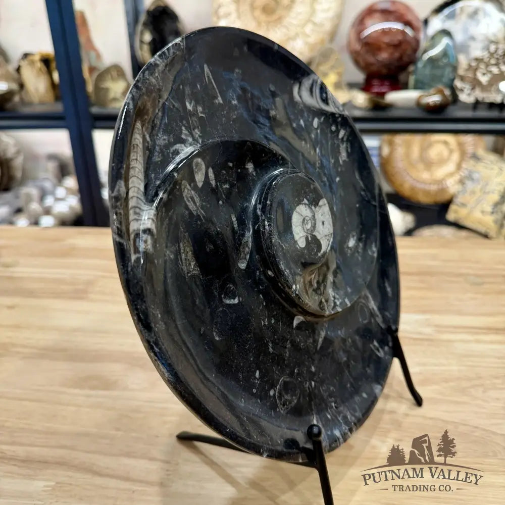 Orthoceras & Ammonite Fossil Serving Plate 10’’ - Fossil Plates
