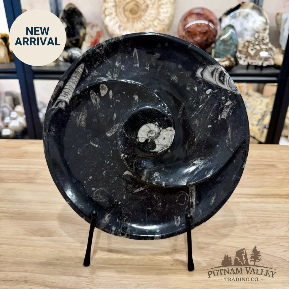 Orthoceras & Ammonite Fossil Serving Plate 10’’ - Fossil Plates