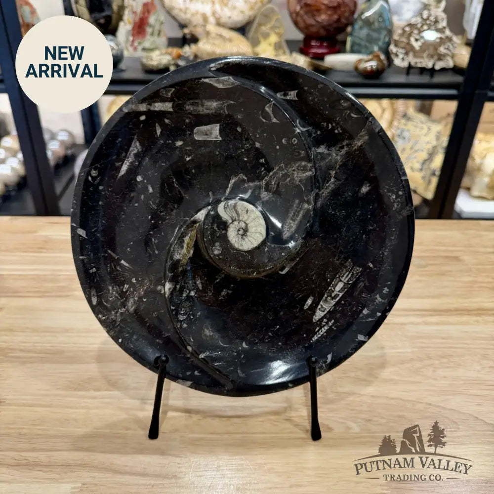 Orthoceras & Ammonite Fossil Serving Plate 10’’ - Fossil Plates