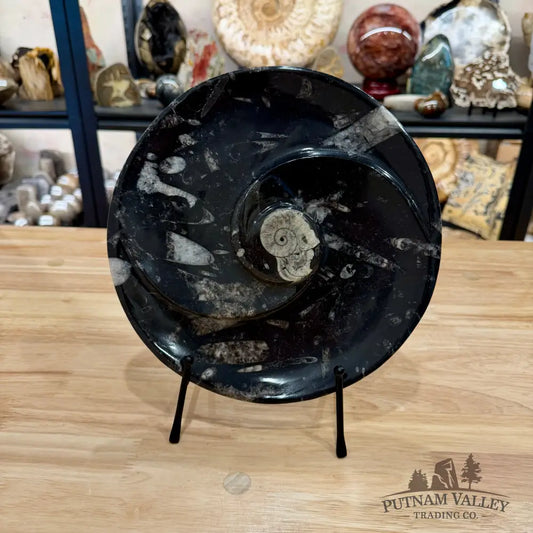 Orthoceras & Ammonite Fossil Serving Plate 10’’ 4 - Fossil Plates