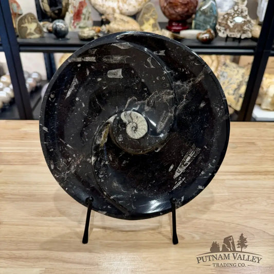Orthoceras & Ammonite Fossil Serving Plate 10’’ - Fossil Plates