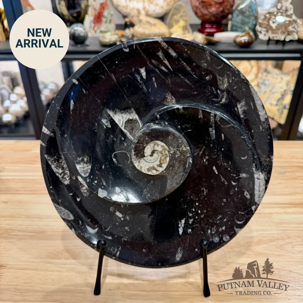 Orthoceras & Ammonite Fossil Serving Plate 10’’ - Fossil Plates