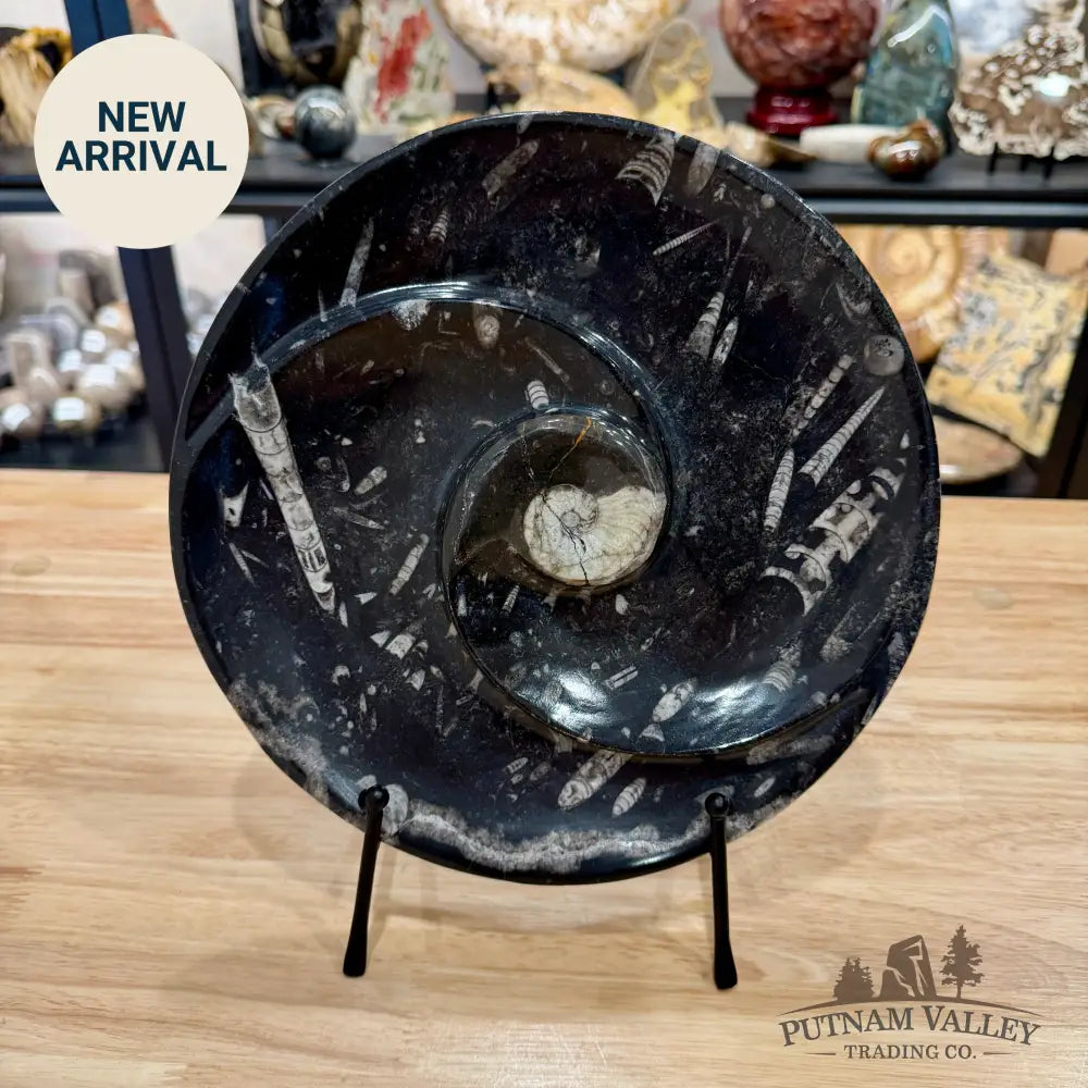 Orthoceras & Ammonite Fossil Serving Plate 10’’ - Fossil Plates