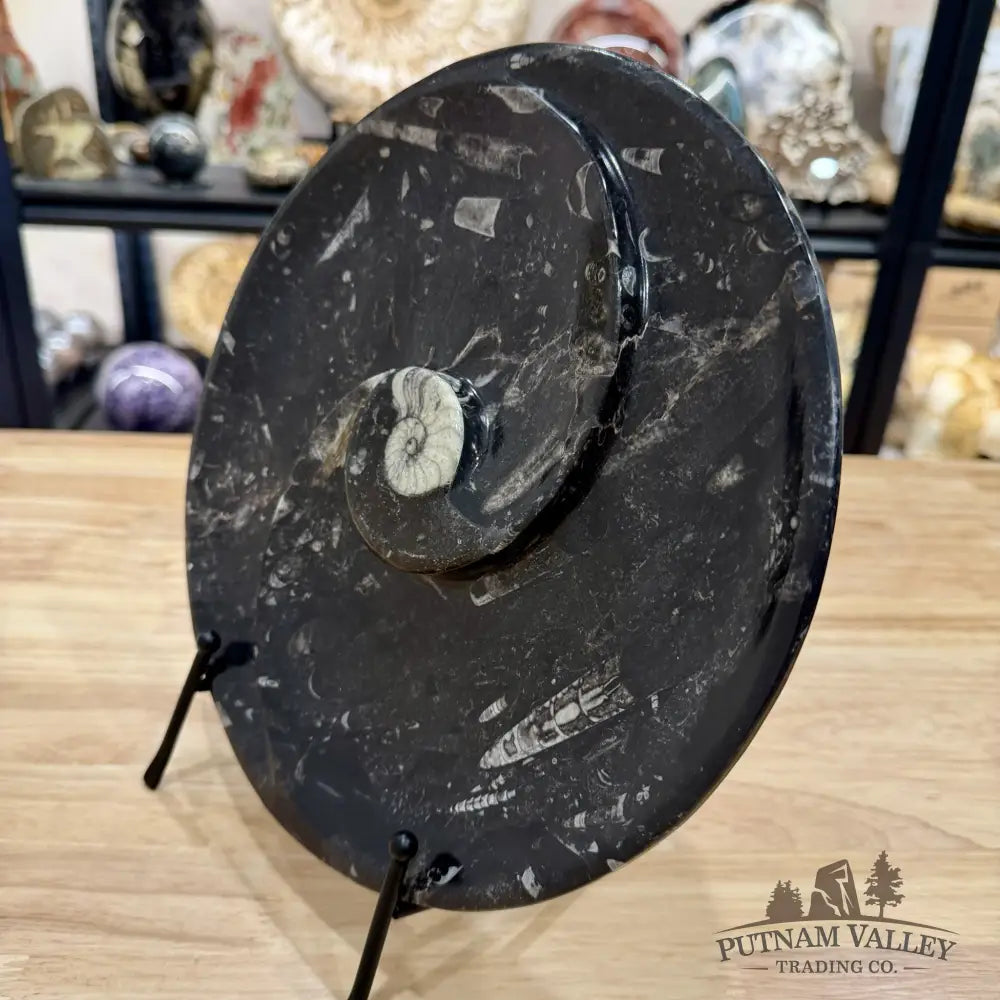 Orthoceras & Ammonite Fossil Serving Plate 10’’ - Fossil Plates