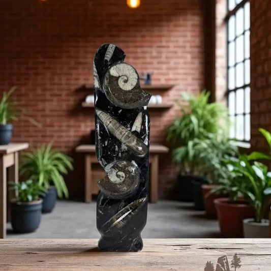 Orthoceras & Ammonite Table Accent Fossil Slab