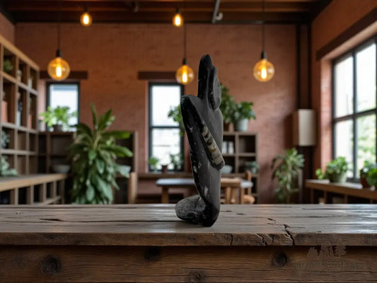 Orthoceras & Ammonite Fossil Table Accent Fossil Sculpture