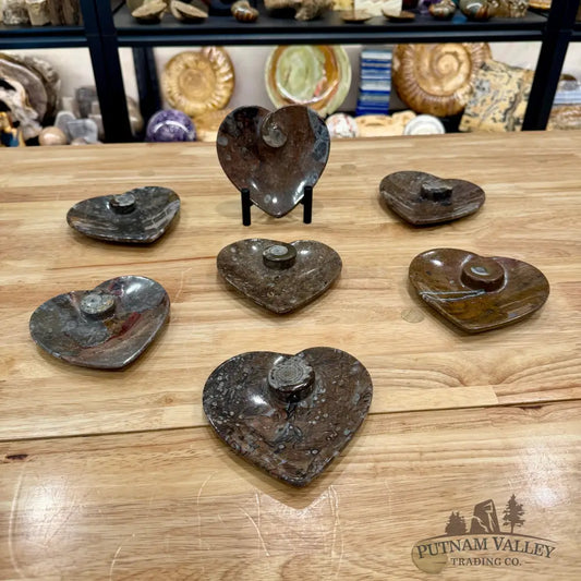 Orthoceras & Ammonite Heart Dish 4.5’’ - Fossil Plate