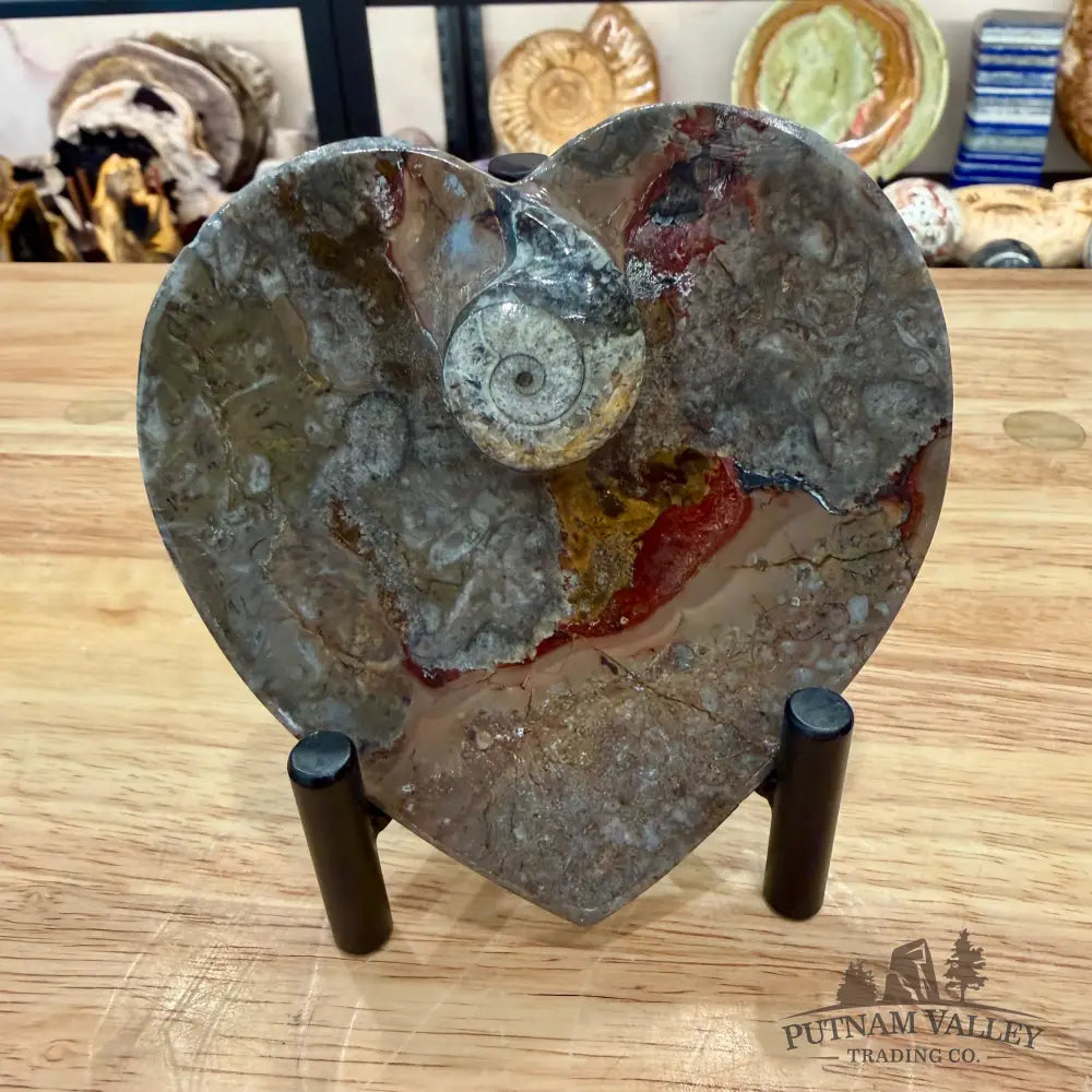 Orthoceras & Ammonite Heart Dish 4.5’’ - Fossil Plate