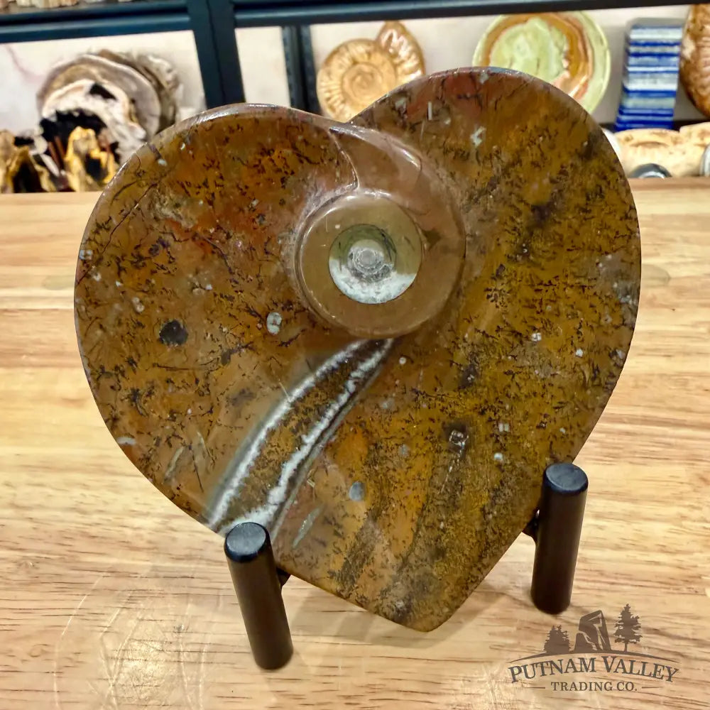 Orthoceras & Ammonite Heart Dish 4.5’’ - Fossil Plate
