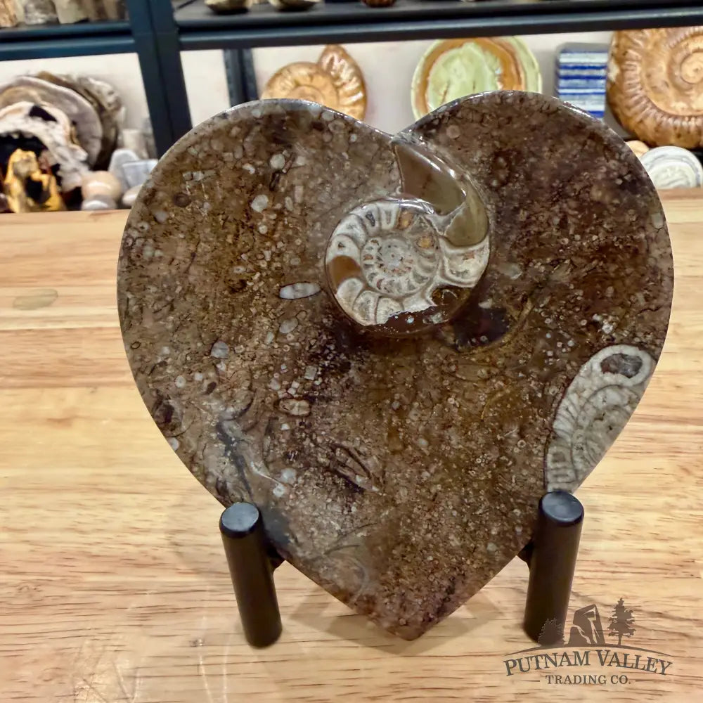 Orthoceras & Ammonite Heart Dish 4.5’’ - Fossil Plate