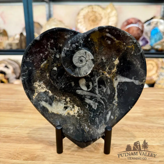 Orthoceras & Ammonite Heart Dish 6.5’’ - Fossil Plate