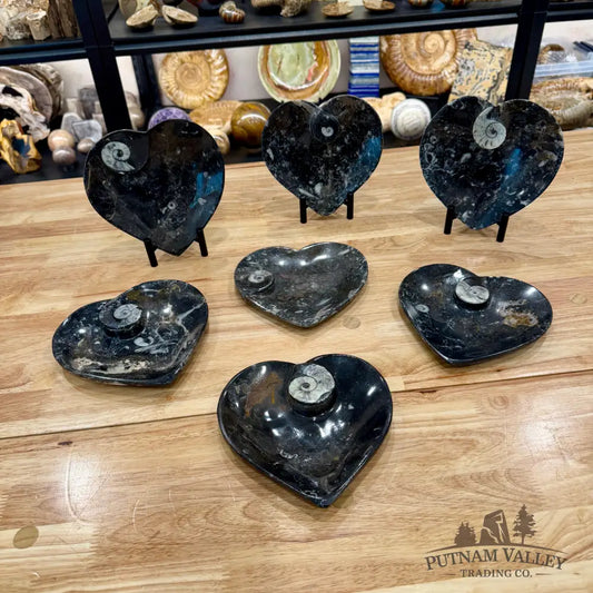 Orthoceras & Ammonite Heart Dish 6.5’’ - Fossil Plate