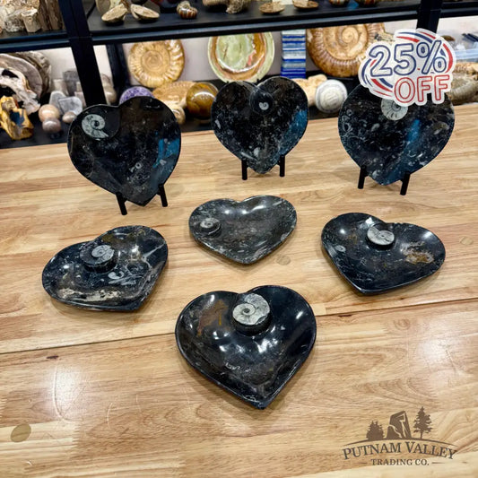 Orthoceras & Ammonite Heart Dish 6.5’’ - Fossil Plate