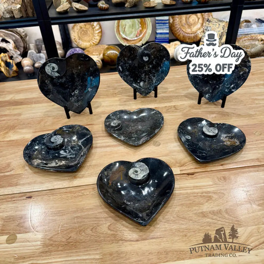 Orthoceras & Ammonite Heart Dish 6.5’’ - Fossil Plate