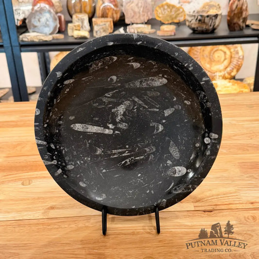 Orthoceras Fossil Bowl 10’’